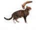 5.Profender-cat-2,5-5_treatment