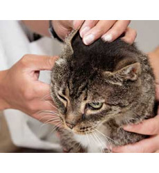 Клещ у кошки, лечение (снятие клеща) цена