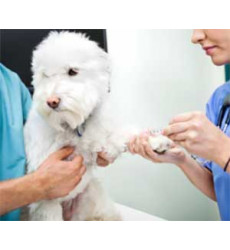 Анализ крови собаки (Экспресс – анализ крови на сахар глюкометром) цена