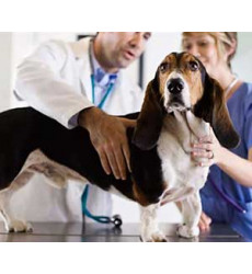 Обработка раны собаке (Хирургическая обработка раны 1 степени) цена