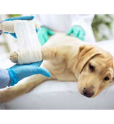 Обработка раны собаке (Хирургическая обработка раны 3 степени) цена