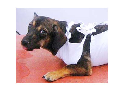 Грыжа у собаки (Операция при пупочной грыже 2 степени) Цена 