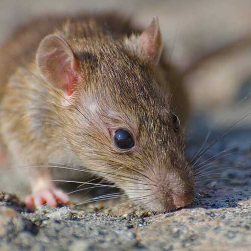 Профилактика заболеваний у крыс и хомяков