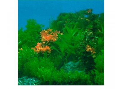 Фон Для Аквариума Triton (Тритон) Глубоководные Водоросли 30см 1м 