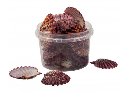 Грот Рв-13 Ракушка Весовая