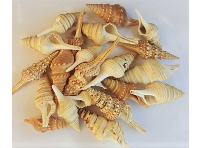 Грот Рв-18 Ракушка Весовая