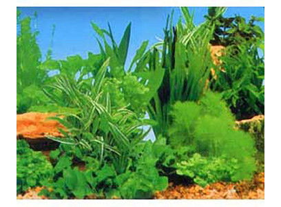 Фон Для Аквариума Triton (Тритон) Речная Картина 30см 1м 150030 