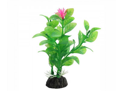 Растение Laguna (Лагуна) Незея Цветущая 100мм 74044072