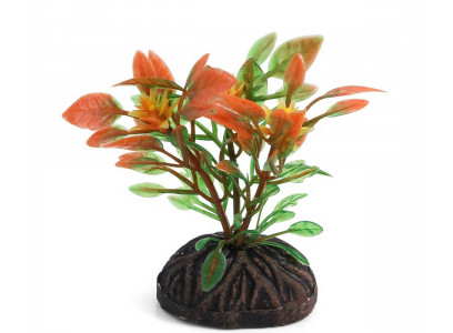 Растение Laguna (Лагуна) Людвигия Красно-Зеленая 80мм 74044108
