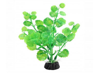 Растение Laguna (Лагуна) Щитолистник Зеленый 100мм 74044115