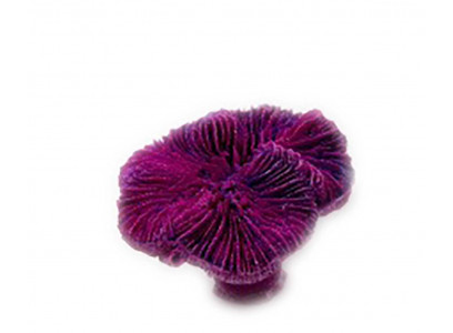 Грот Кс-420 Коралл Лилия Фиолетовый
