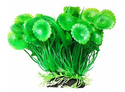 Растение Уют Щитолистник с Осотом 12см 40365