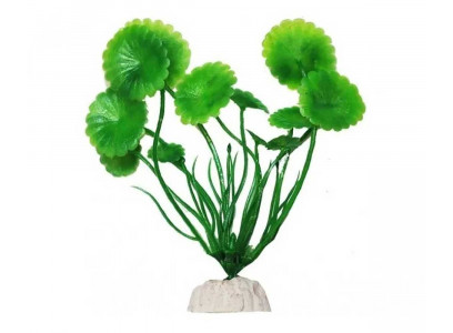 Растение Уют Щитолистник Зеленый 10см 40006