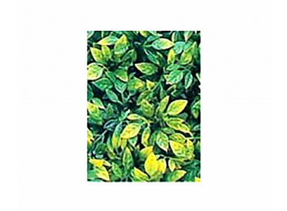 Коврик Из Пластиковых Растений Средний P-13 26*26см Hl-Psp-13m