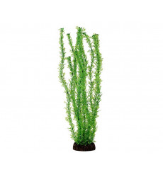 Растение Laguna (Лагуна) Лигодиум Зеленый 100мм 74044016