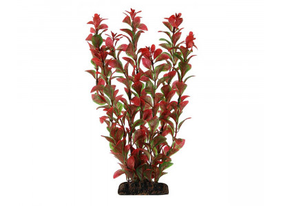 Растение Laguna (Лагуна) Людвигия Красная 100мм 74044022