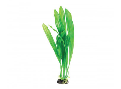 Растение Laguna (Лагуна) Эхинодорус Зеленый 200мм 74044036