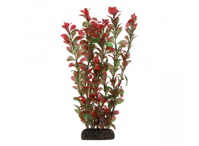 Растение Laguna (Лагуна) Людвигия Красная 300мм 74044043