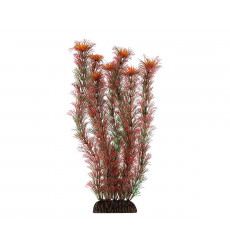 Растение Laguna (Лагуна) Амбулия Красная 300мм 74044045