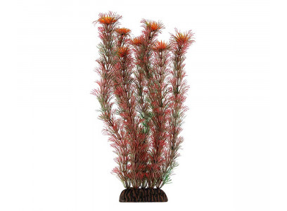 Растение Laguna (Лагуна) Амбулия Красная 300мм 74044045