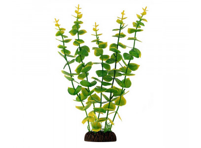 Растение Laguna (Лагуна) Бакопа Желто-Зеленая 300мм 74044048