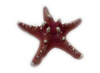 Грот Звезда Остроконечная Красная Кр-1025