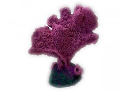 Грот Акропора Кр-1226