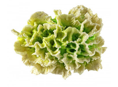 Грот Коралл Гвоздика Кр-2247