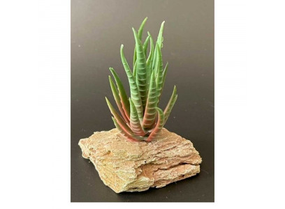 Гро Камень Мадагаскар К-2/7