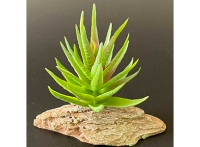 Грот Камень Мадагаскар  К-1/1 