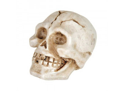 Декорация Prime (Прайм) Череп Белый M Pr-086234 8*5*6см