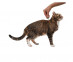 5.Profender-cat-0,5-2,5_treatment