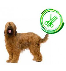 Стрижка Бриара  в Екатеринбурге (цена)