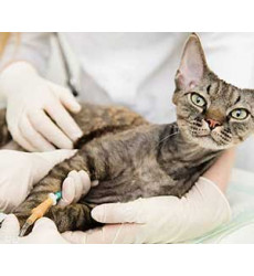 Капельница для кошек (внутривенная капельная инфузия: до 1 часа) цена