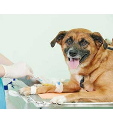 Капельница для собак (внутривенная капельная инфузия: до 1 часа) цена