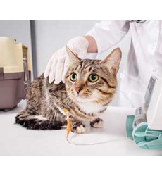 Капельница для кошек (подкожная капельная инфузия) цена