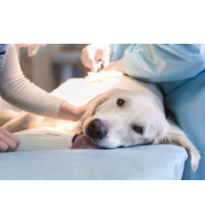 Санация перианальных синусов у собак, цена