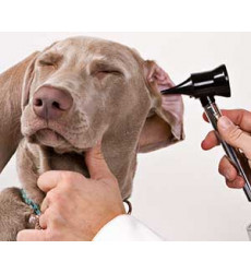 Клещ у собаки, лечение (снятие клеща) цена