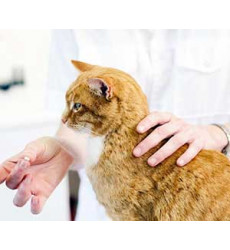 Как дать кошке таблетку (пероральное введение лекарственных средств) цена