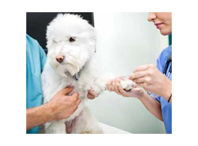 blood_test_in_dogs-280-210