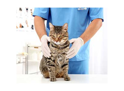 Обработка раны кошке (Хирургическая обработка раны 2 степени) цена 