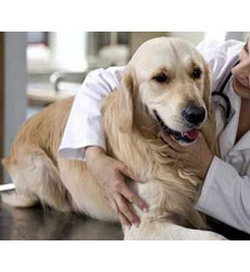 Обработка раны собаке (Хирургическая обработка раны 2 степени) цена