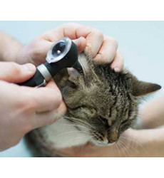 Гематома уха у кошки (Оперативное лечение гематомы ушной раковины) цена