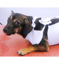 Грыжа у собаки (Операция при пупочной грыже 2 степени) Цена