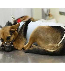 Грыжа у собаки (Операция при пупочной грыже 3 степени) Цена