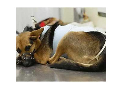 Грыжа у собаки (Операция при пупочной грыже 3 степени) Цена 