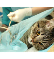 Кошка стерилизация (с препаратами) цена