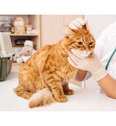 Кошка ушной клещ (Обработка от эктопаразитов) цена