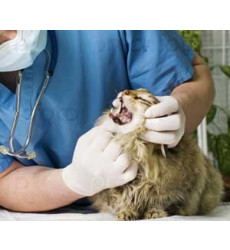 Удаление молочного зуба у кошки (одного зуба) цена