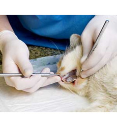 Удаление коренного зуба у кошки (одного зуба) цена